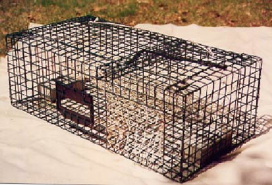American steel lobster pots