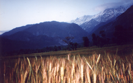 A view of Dahramsala from Norbulingka