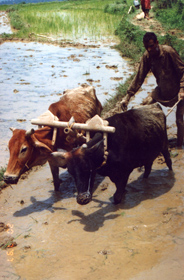 A farmer working his rice fields near Dharamsala