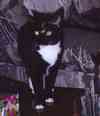 Becky's cute lil kittie :)