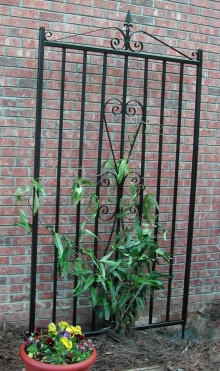 5'X7' iron gate trellis made with solid 3/4" square bar & hand bent scrolls