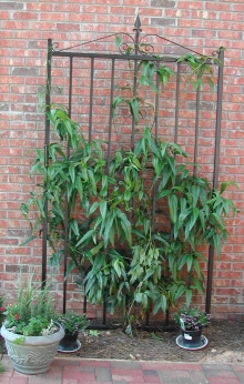 5'X7" iron gate trellis made with solid 3/4" square bar & hand bent scrolls