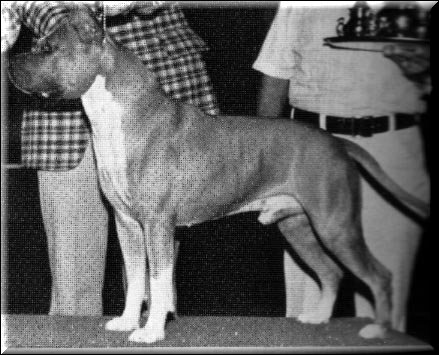 Ch. Ruffian Red Rock of Har-Wyn