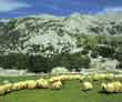 Campas