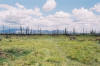 Dead Trees