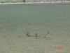 Egyptian Geese