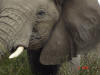 Elephant 2 meters from us