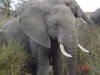 Beautiful Tusker