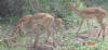 Female Impalas