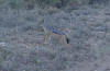Golden Jackal
