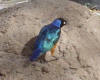 Glossy Starling