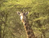 Standing tall