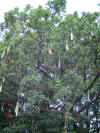 Sausage tree