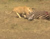dragging the zebra to a shady spot