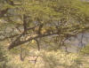 Cheetah relaxing on the tree