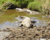 Crocodiles