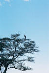 Maribou Stork