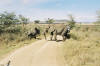 Elephant Crossing