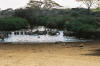 Zebras at Waterhole
