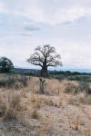 Baobab Tree