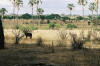 Waterbuck