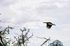 Maribou in flight