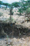 DikDik 
