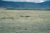 Carcass of elephant