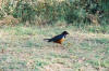 Glossy Starling