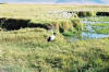 Scared Ibis on edge of Hippo Pool