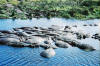Still more hippos