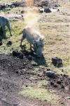 Warthog