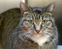 gato