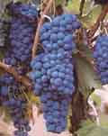 racimos de uvas