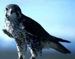 halcon