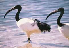 ibis