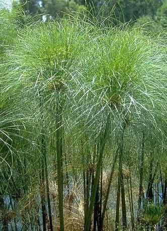 planta papiro