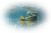 peixeabertura