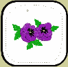 Pansy