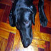 my doggie