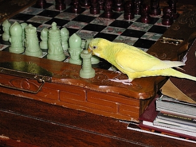 RookAttack