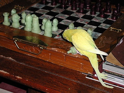 KingAttack