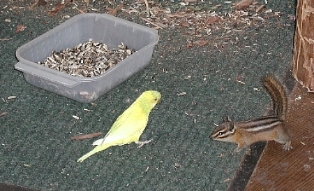 Luties new buddy