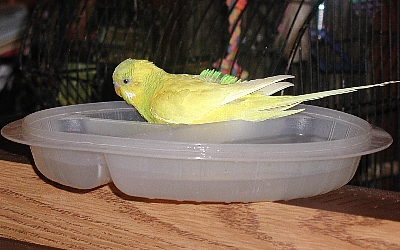 LutieBath1