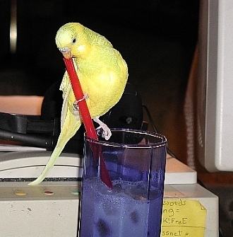 lutiedrinks1