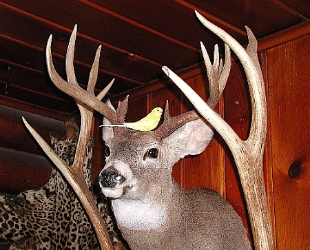 lutieondeer