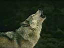loup009.jpg