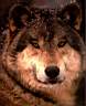 wolves-1.jpg