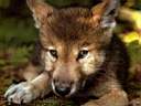wolves-6.jpg
