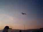 A gaivota perseguidora...